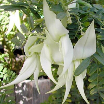 Clianthus puniceus Albus - Bico de Kaká (Papagaio da Nova Zelândia) ou Lobster Claw (Garras de Lagosta), Er