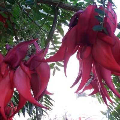 Clianthus puniceus Vermelho/Rosa - Bico de Kaká  Vermelho/Rosa (Papagaio da Nova Zelândia) ou Lobster Claw (Garras