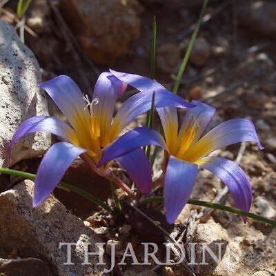 Romulea bulbocodium - Mini Íris, Romulea Bulbocodium, Falso Açafrão