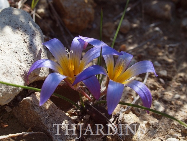 Romulea bulbocodium - Mini Íris, Romulea Bulbocodium, Falso Açafrão