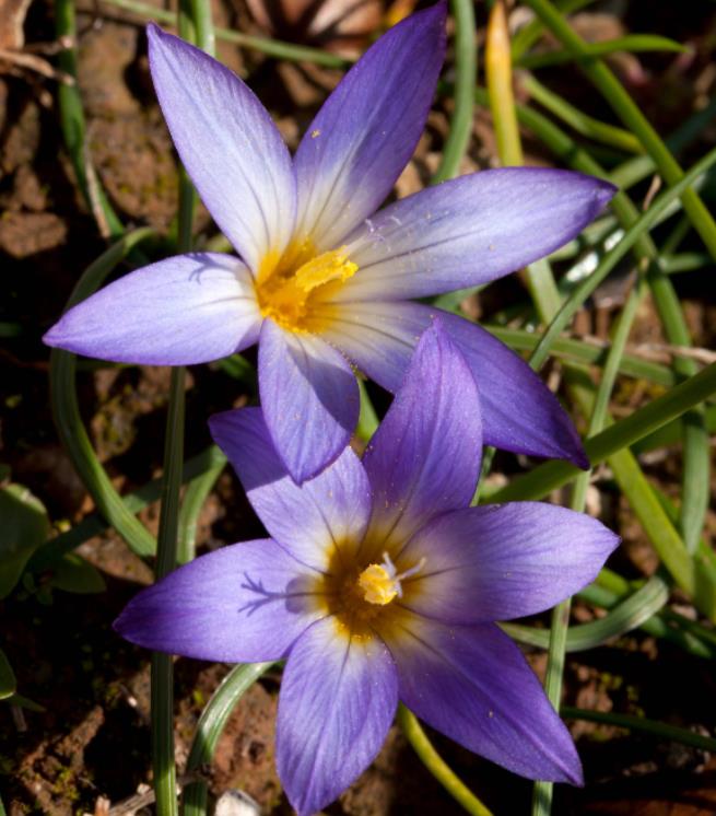 Romulea bulbocodium - Mini Íris, Romulea Bulbocodium, Falso Açafrão - Imagem 2