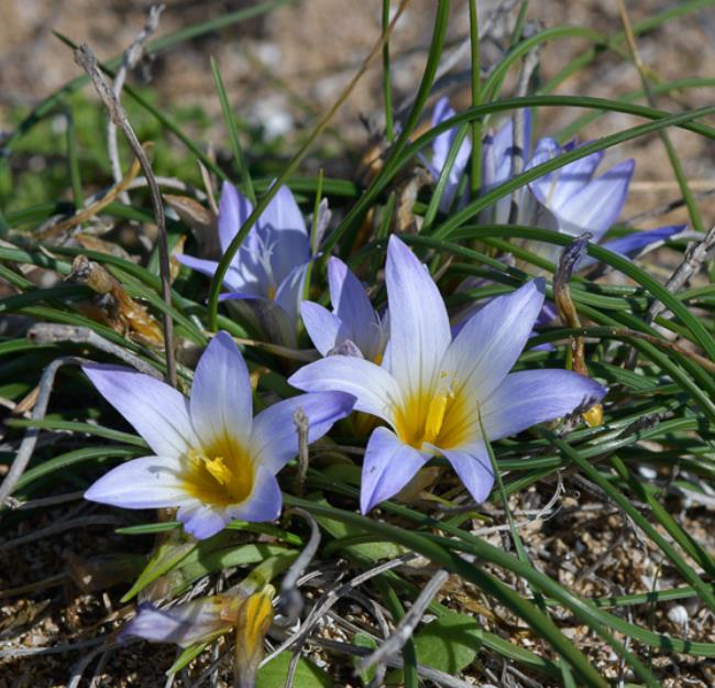 Romulea bulbocodium - Mini Íris, Romulea Bulbocodium, Falso Açafrão - Imagem 3