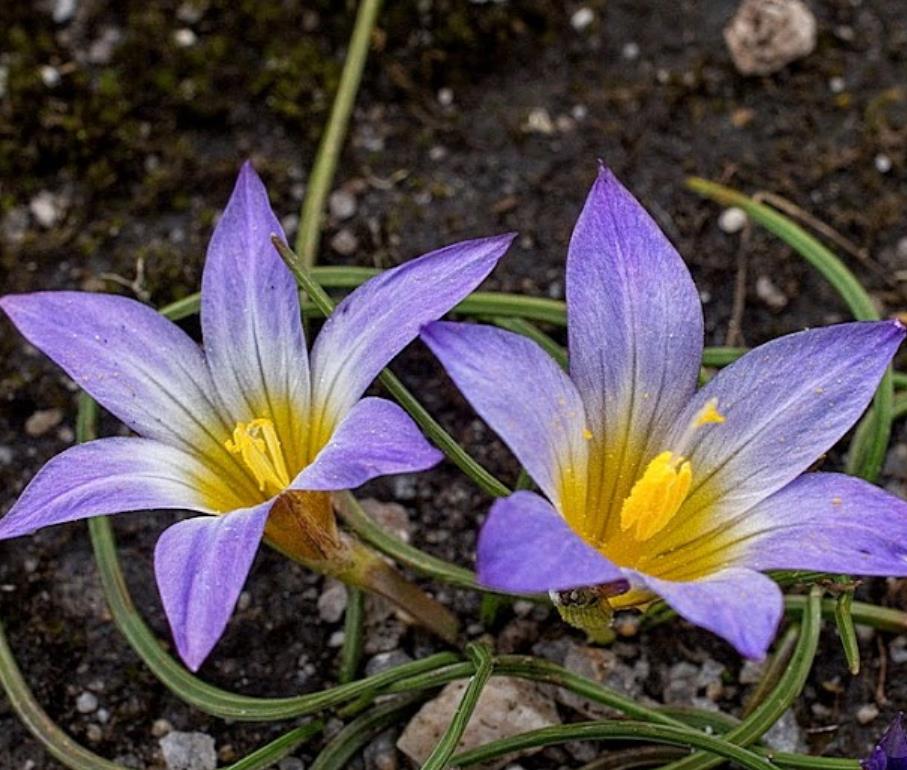 Romulea bulbocodium - Mini Íris, Romulea Bulbocodium, Falso Açafrão - Imagem 4