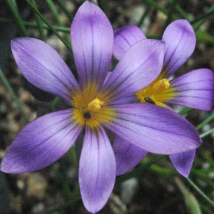 Romulea bulbocodium - Mini Íris, Romulea Bulbocodium, Falso Açafrão - Imagem 5