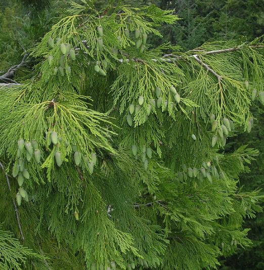 Calocedrus decurrens - Cedro do incenso da Califórnia, Cedro incenso - Imagem 3