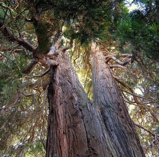 Calocedrus decurrens - Cedro do incenso da Califórnia, Cedro incenso - Imagem 4