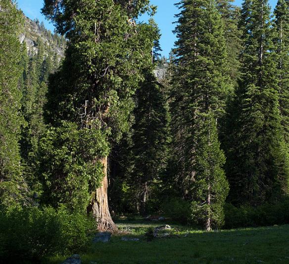 Calocedrus decurrens - Cedro do incenso da Califórnia, Cedro incenso - Imagem 5