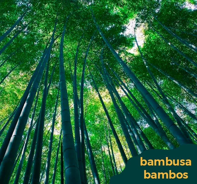 bambusa-bambos-banner-home