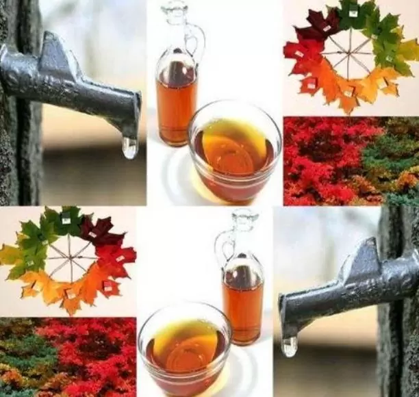 Acer saccharum - Sugar Mapple, Verdadeiro Maple Syrup - Bordo de Prata