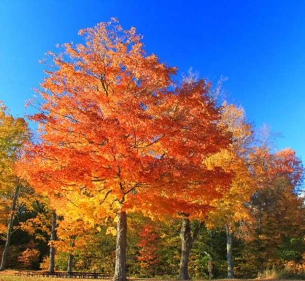 Acer saccharum - Sugar Mapple, Verdadeiro Maple Syrup - Bordo de Prata - Image 5