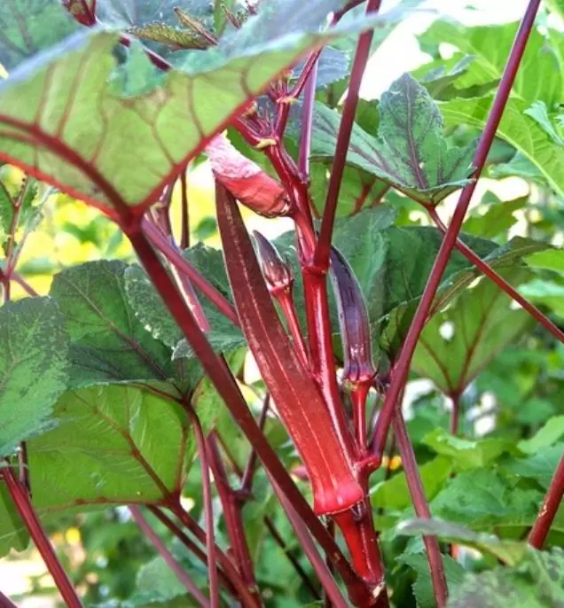 Abelmoschus esculentus Red Burgundy - Quiabo Vermelho Borgonha - Imagem 2
