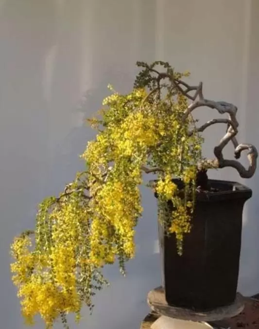 Acacia Pravíssima - Acacia, Ovens Wattle, Wedge-leaf Wattle - Image 4