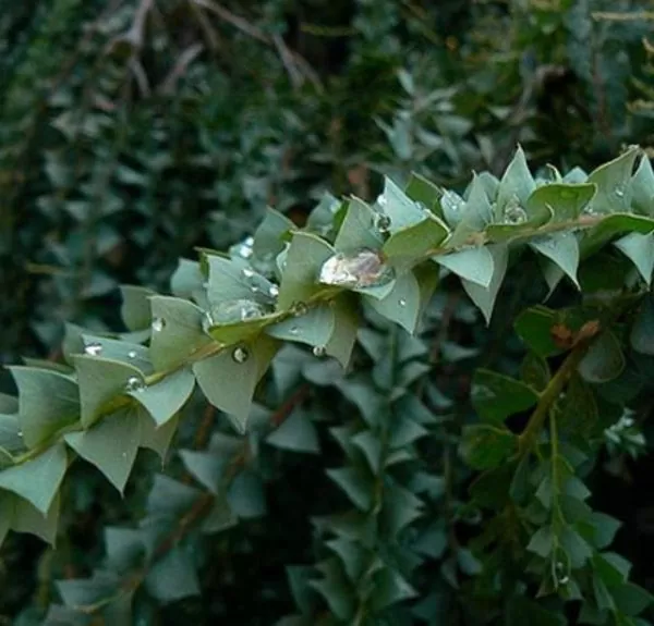 Acacia Pravíssima - Acacia, Ovens Wattle, Wedge-leaf Wattle - Image 5