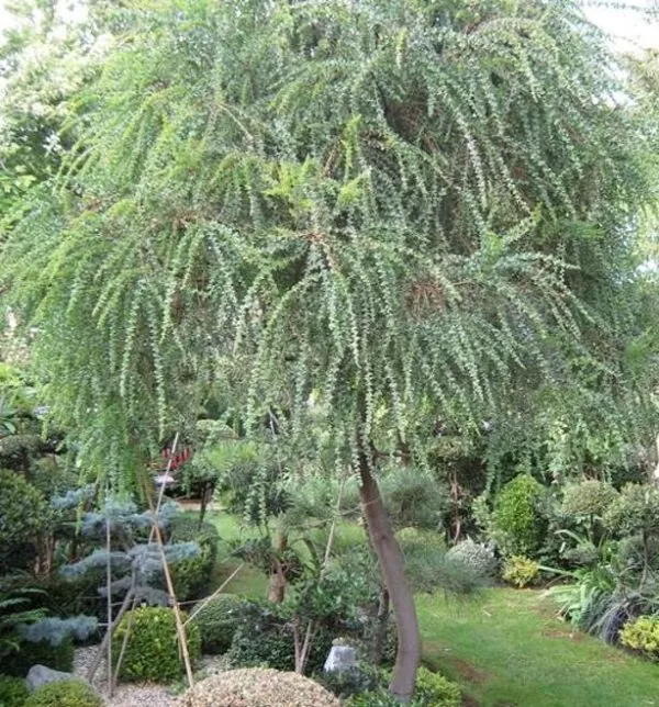 Acacia Pravíssima - Acacia, Ovens Wattle, Wedge-leaf Wattle - Image 7