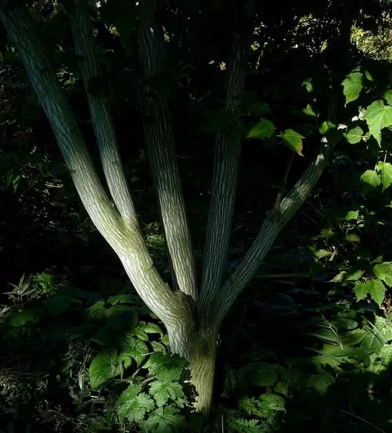 Acer davidii Grosseri - Acer Madeira Divina, Mapple, Acer davidii Grosseri