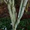 Acer davidii Grosseri - Acer Madeira Divina, Mapple, Acer davidii Grosseri - Image 2