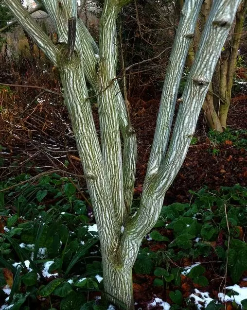 Acer davidii Grosseri - Acer Madeira Divina, Mapple, Acer davidii Grosseri - Image 2