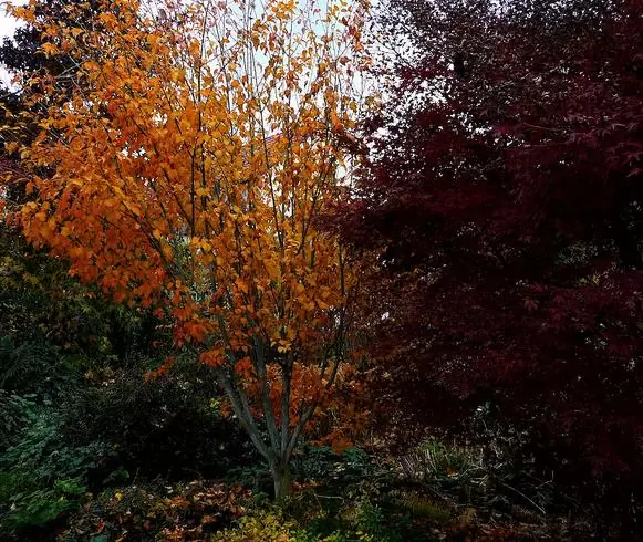Acer davidii Grosseri - Acer Madeira Divina, Mapple, Acer davidii Grosseri - Image 4