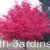 Acer palmatum Bloodgood - Acer Maple Bloodgood