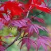 Acer palmatum Bloodgood - Acer Maple Bloodgood - Image 2