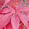 Acer palmatum Bloodgood - Acer Maple Bloodgood - Image 3
