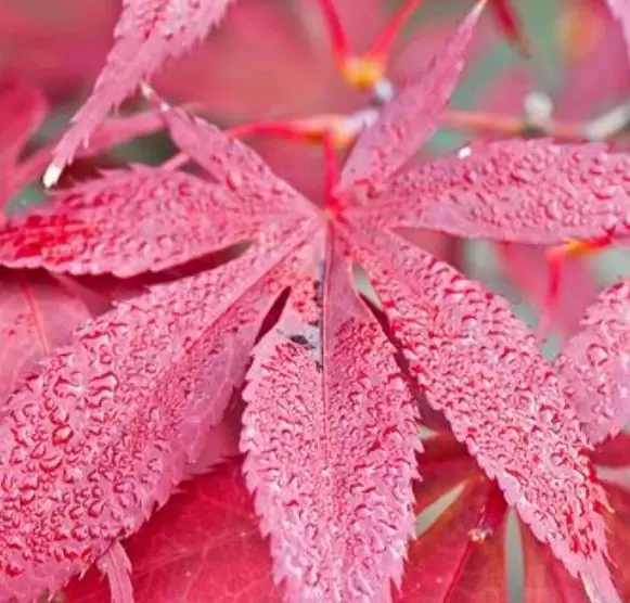 Acer palmatum Bloodgood - Acer Maple Bloodgood - Image 3