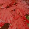 Acer palmatum Bloodgood - Acer Maple Bloodgood - Image 4