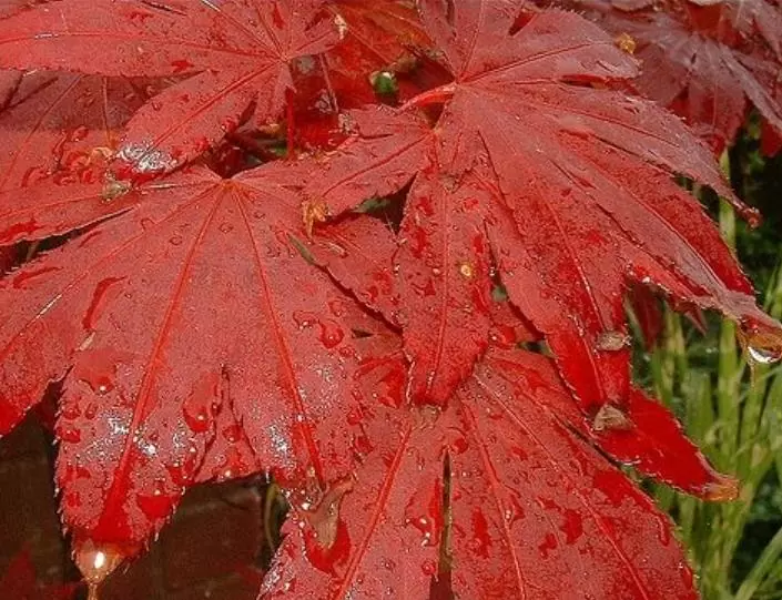 Acer palmatum Bloodgood - Acer Maple Bloodgood - Imagem 4