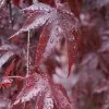 Acer palmatum Bloodgood - Acer Maple Bloodgood - Image 5