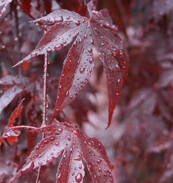 Acer palmatum Bloodgood - Acer Maple Bloodgood - Image 5
