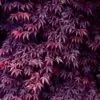 Acer palmatum Bloodgood - Acer Maple Bloodgood - Image 6