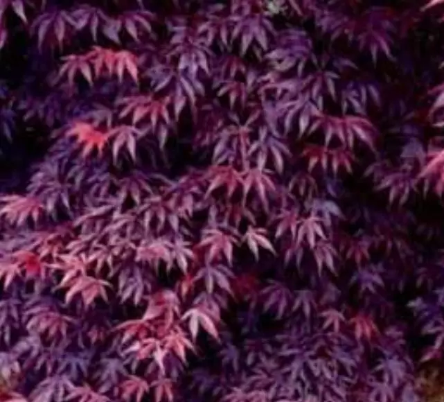 Acer palmatum Bloodgood - Acer Maple Bloodgood - Imagem 6