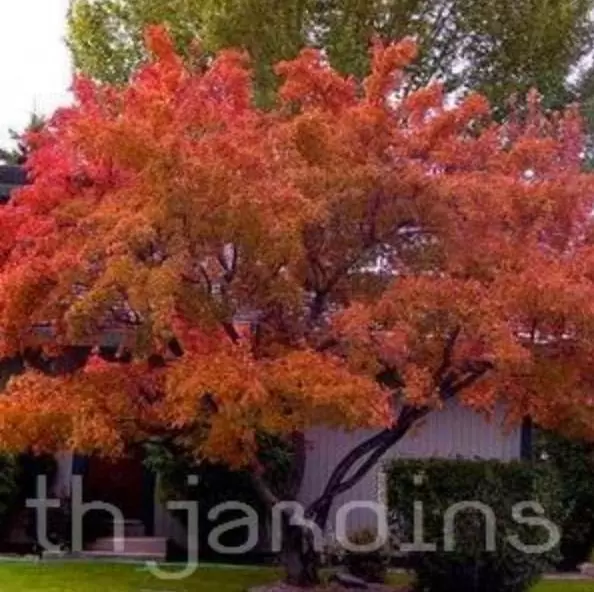 Acer tataricum ssp Ginnala - Amur maple, Acer ginnala - Image 3