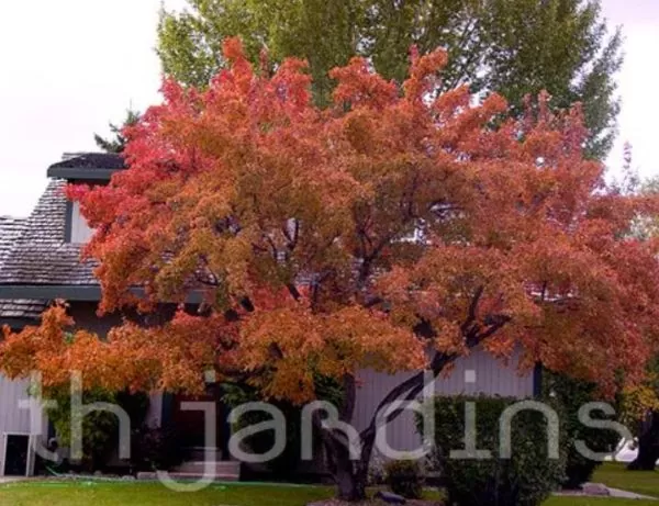 Acer tataricum ssp Ginnala - Amur maple, Acer ginnala - Image 4