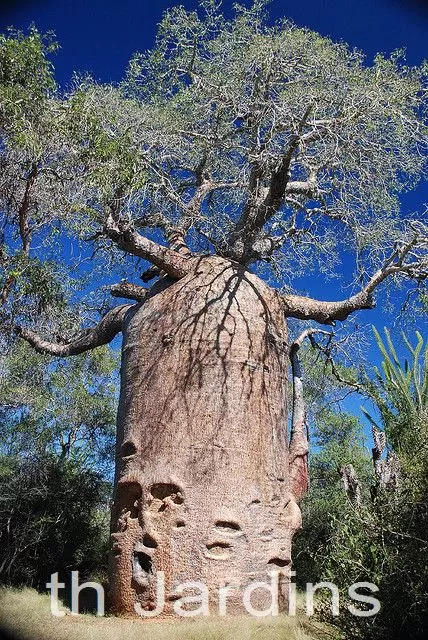 Adansonia rubrostipa - Baobá fony - Image 3
