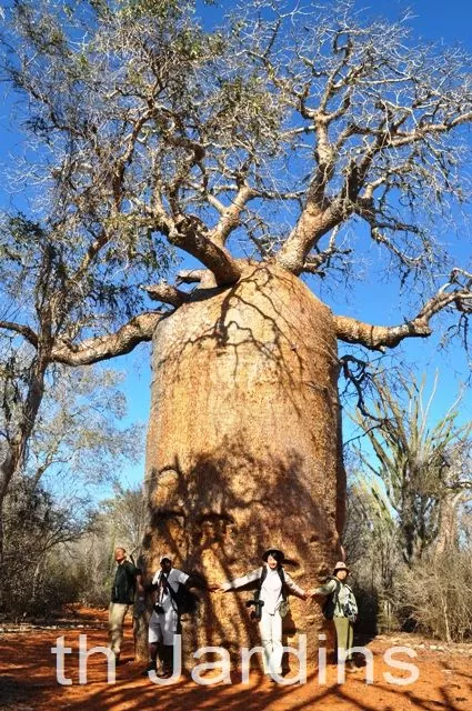 Adansonia rubrostipa - Baobá fony - Image 8