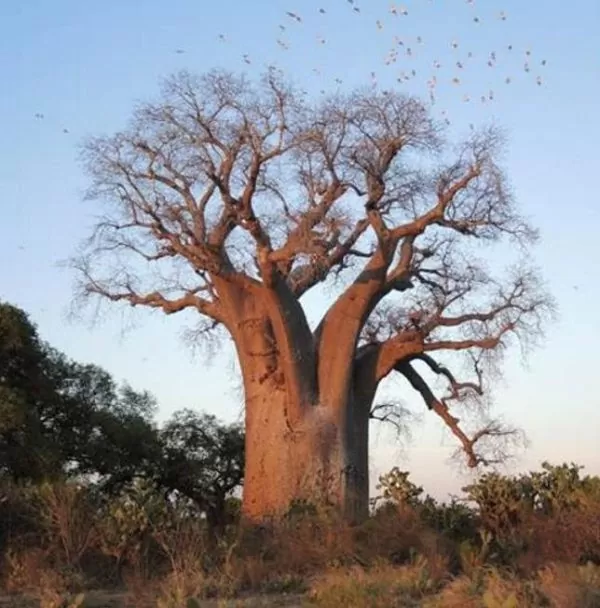 Adansonia za - Baobá Za de Madagascar, Baobá Palácio dos Pássaros, Árvore Sagrada - Image 2