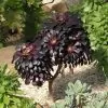 Aeonium arboreum Atropurpureum 'Zwartkop' - Rosa Negra, Aeonium Negro Arbóreo, Rosa Negra de Pedras - Image 3