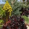 Aeonium arboreum Atropurpureum 'Zwartkop' - Rosa Negra, Aeonium Negro Arbóreo, Rosa Negra de Pedras - Image 4