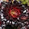 Aeonium arboreum Atropurpureum 'Zwartkop' - Rosa Negra, Aeonium Negro Arbóreo, Rosa Negra de Pedras - Image 5