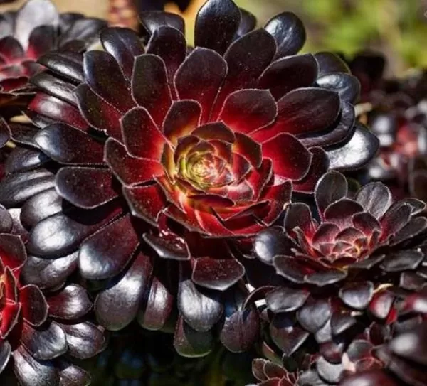 Aeonium arboreum Atropurpureum 'Zwartkop' - Rosa Negra, Aeonium Negro Arbóreo, Rosa Negra de Pedras - Image 5