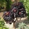 Aeonium arboreum Atropurpureum 'Zwartkop' - Rosa Negra, Aeonium Negro Arbóreo, Rosa Negra de Pedras - Image 6