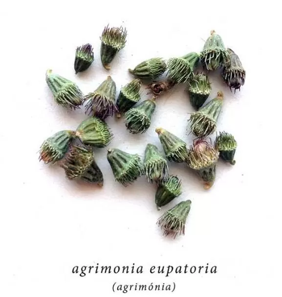 Agrimonia eupatoria - Eupatória, Erva Milagrosa, Erva dos Gregos, Erva Hepática, Campanários de Igreja - Image 2