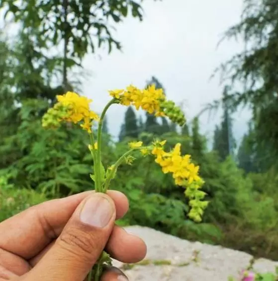 Agrimonia eupatoria - Eupatória, Erva Milagrosa, Erva dos Gregos, Erva Hepática, Campanários de Igreja - Image 12