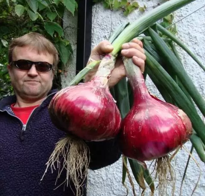 Allium cepa Mammoth Red Onion (C.O) - Cebola Mamute Vermelha, Cebola Gigante Vermelha