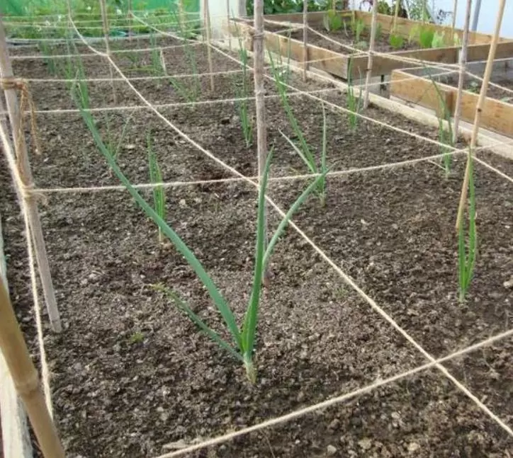 Allium cepa Mammoth Red Onion (C.O) - Cebola Mamute Vermelha, Cebola Gigante Vermelha - Imagem 2