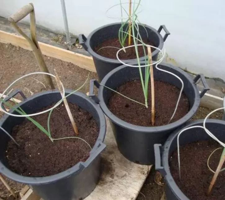 Allium cepa Mammoth Red Onion (C.O) - Cebola Mamute Vermelha, Cebola Gigante Vermelha - Imagem 3