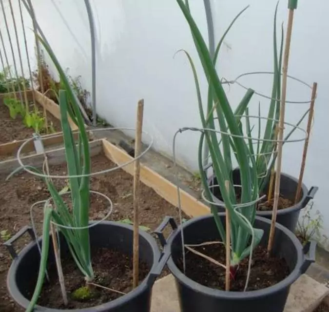 Allium cepa Mammoth Red Onion (C.O) - Cebola Mamute Vermelha, Cebola Gigante Vermelha - Imagem 4