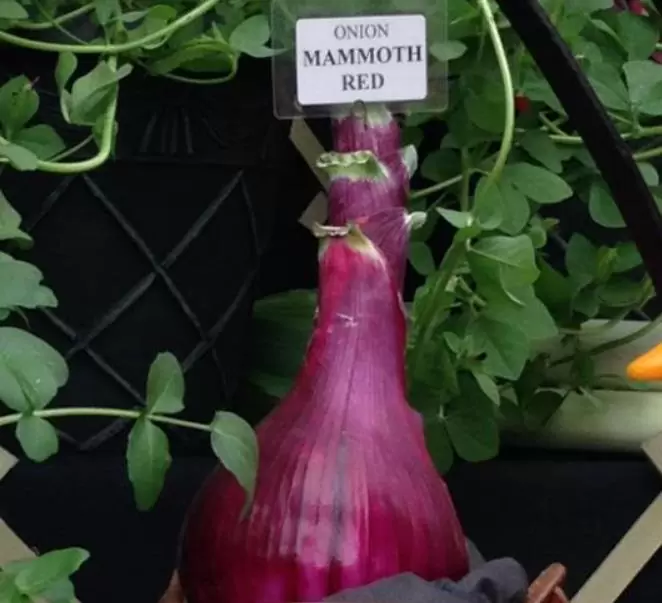 Allium cepa Mammoth Red Onion (C.O) - Cebola Mamute Vermelha, Cebola Gigante Vermelha - Imagem 5