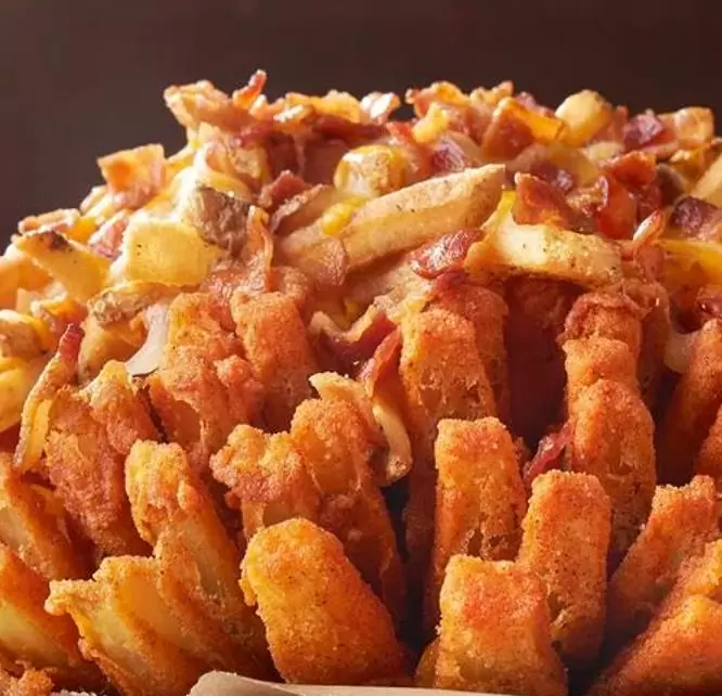 Allium cepa Mammoth Red Onion (C.O) - Cebola Mamute Vermelha, Cebola Gigante Vermelha - Imagem 7